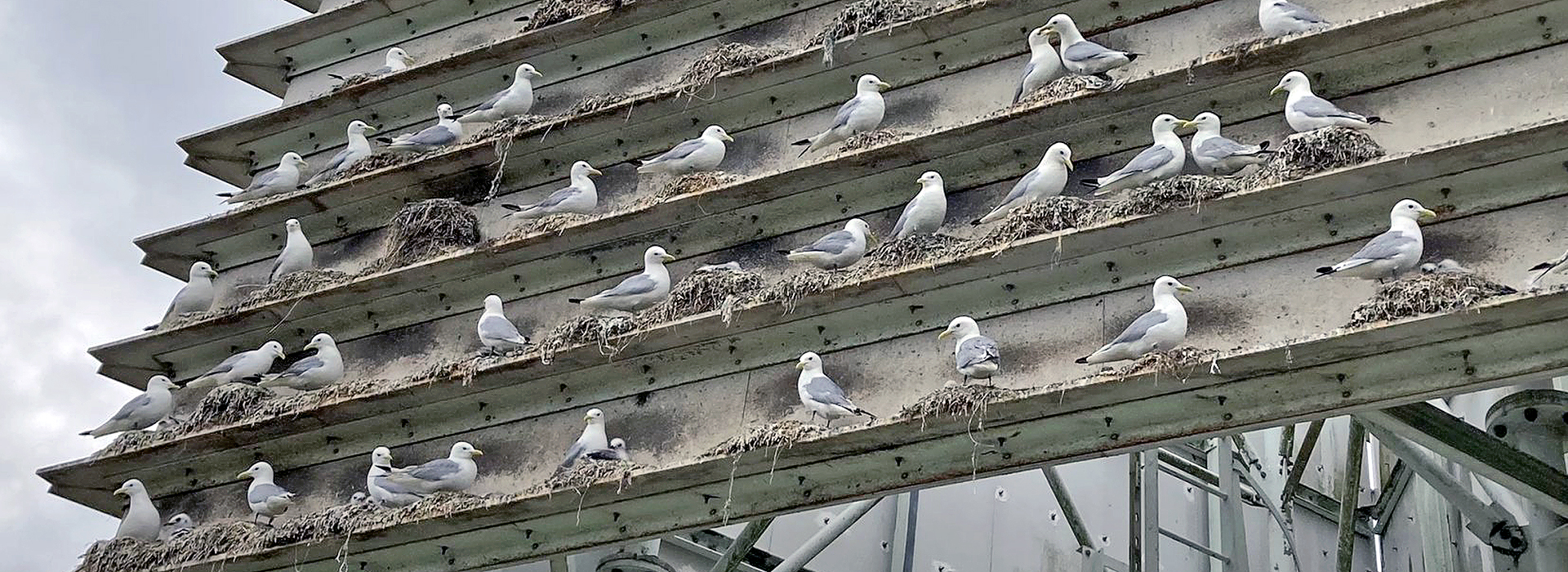 Kittiwakes on the Tower by Andy Rickeard